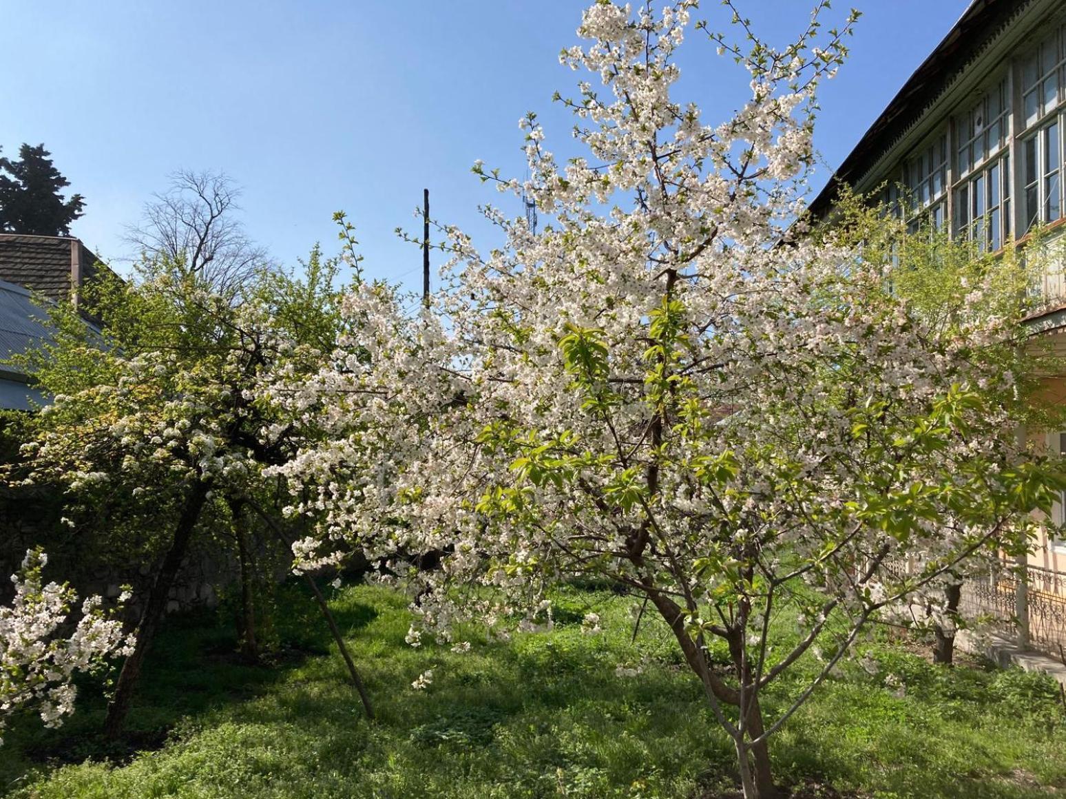 מלון Şǝki Nuray'S House מראה חיצוני תמונה